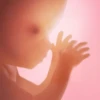 Pregnancy +