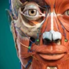 3D Anatomy Learning