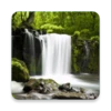 Relax Forest